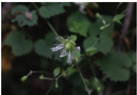 狗筋蔓花（本文圖片來自渭南市華州區(qū)國有生態(tài)林場）