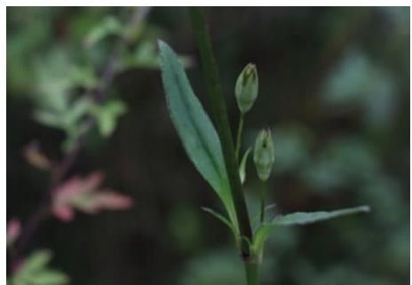 女婁菜枝葉（本文圖片來自渭南市華州區(qū)國有生態(tài)林場）