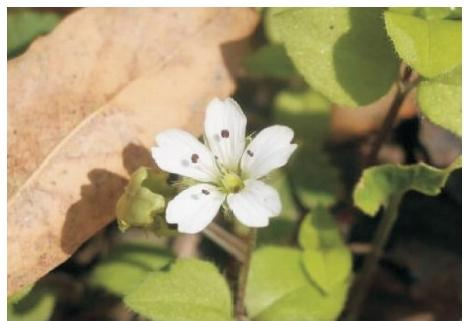 蔓孩兒參花（本文圖片來自渭南市華州區(qū)國有生態(tài)林場(chǎng)）