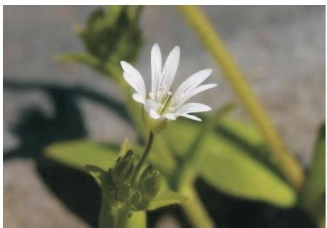 卷耳花（本文圖片來自渭南市華州區(qū)國有生態(tài)林場）