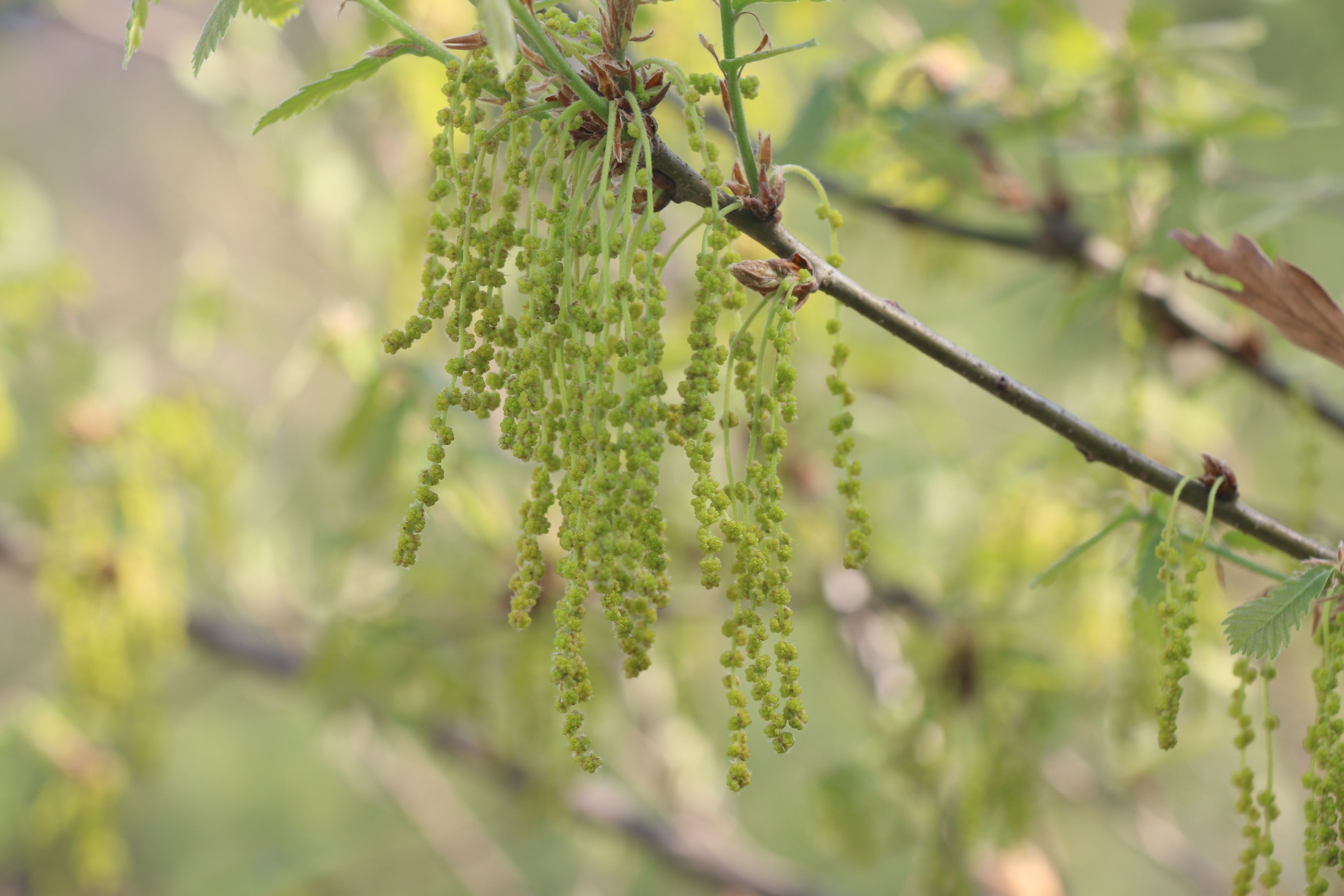 銳齒槲櫟雄花序（本文圖片來自渭南市華州區(qū)國有生態(tài)林場）