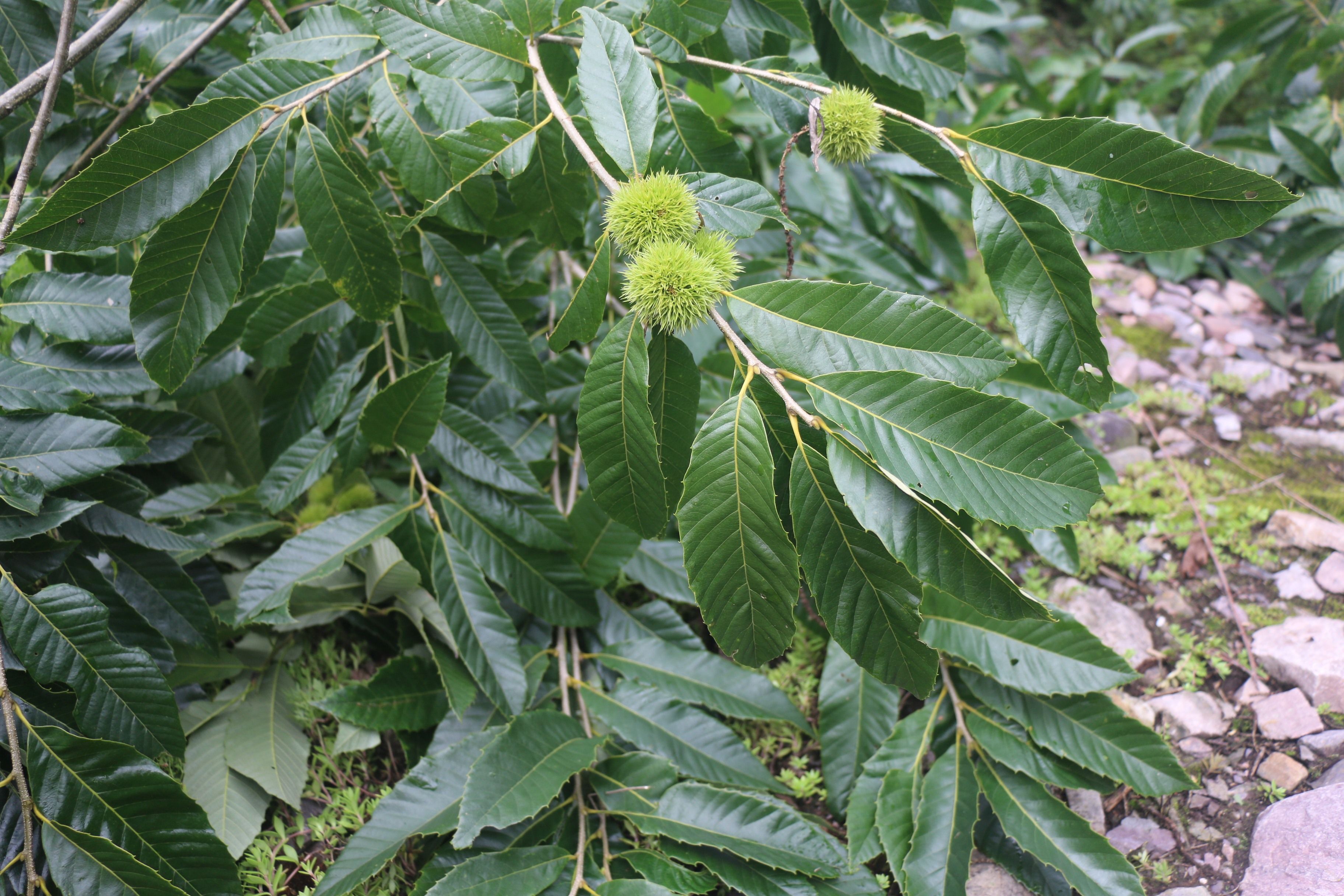 茅栗果枝（本文圖片來自渭南市華州區(qū)國有生態(tài)林場）