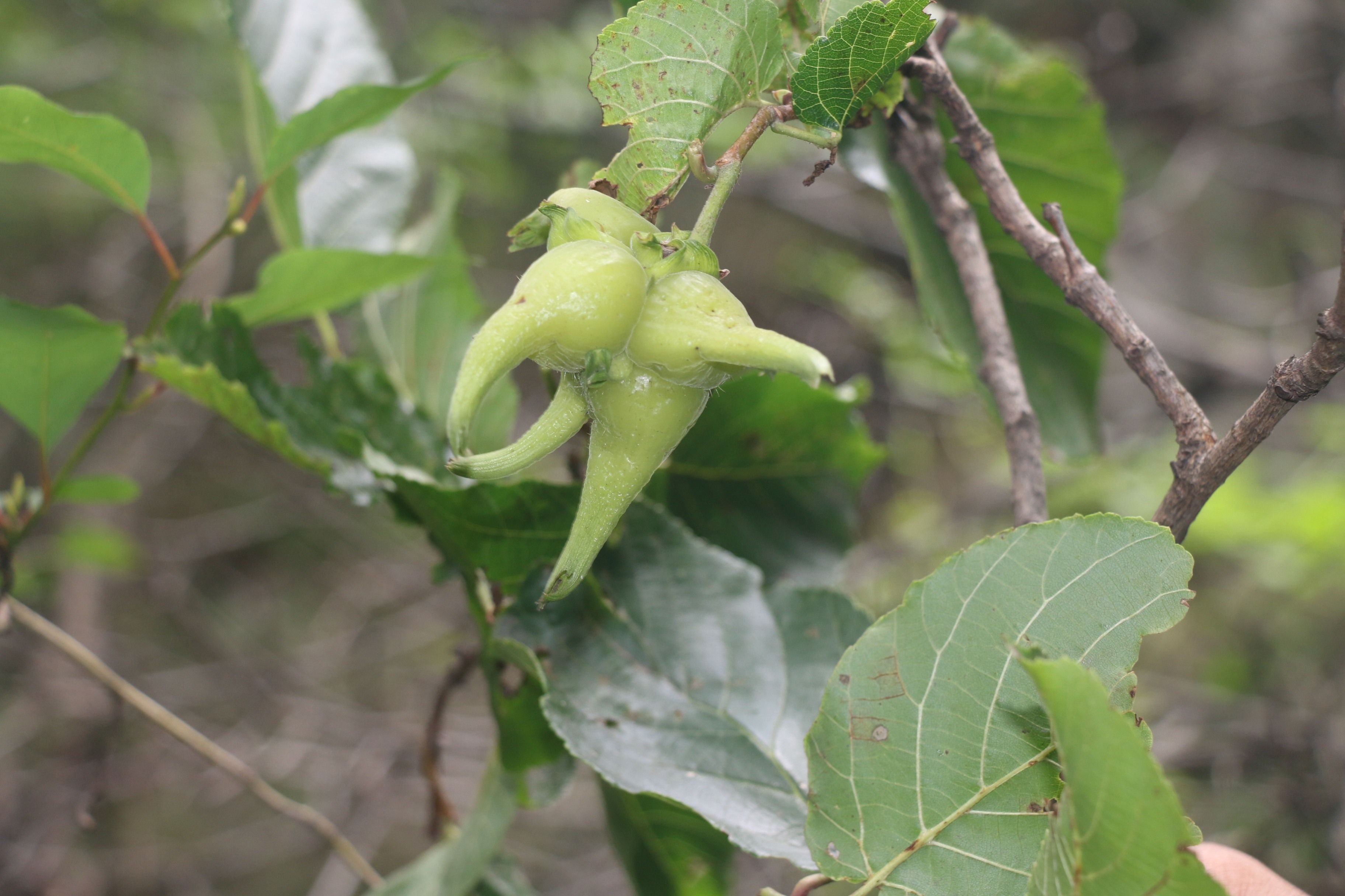 華榛果實(shí)（本文圖片來自渭南市華州區(qū)國有生態(tài)林場）