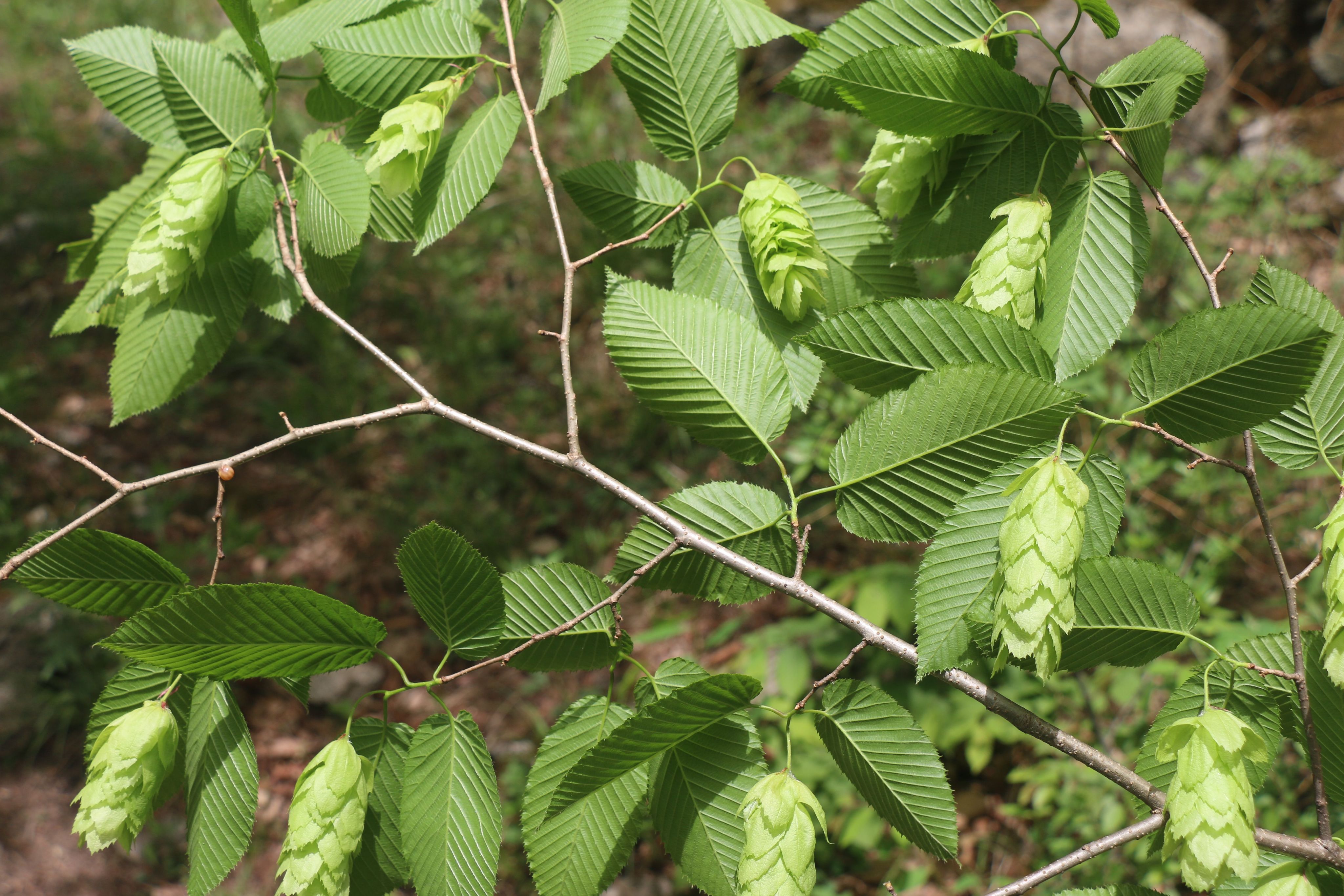 千金榆枝葉（本文圖片來源于渭南市華州區(qū)國有生態(tài)林場）