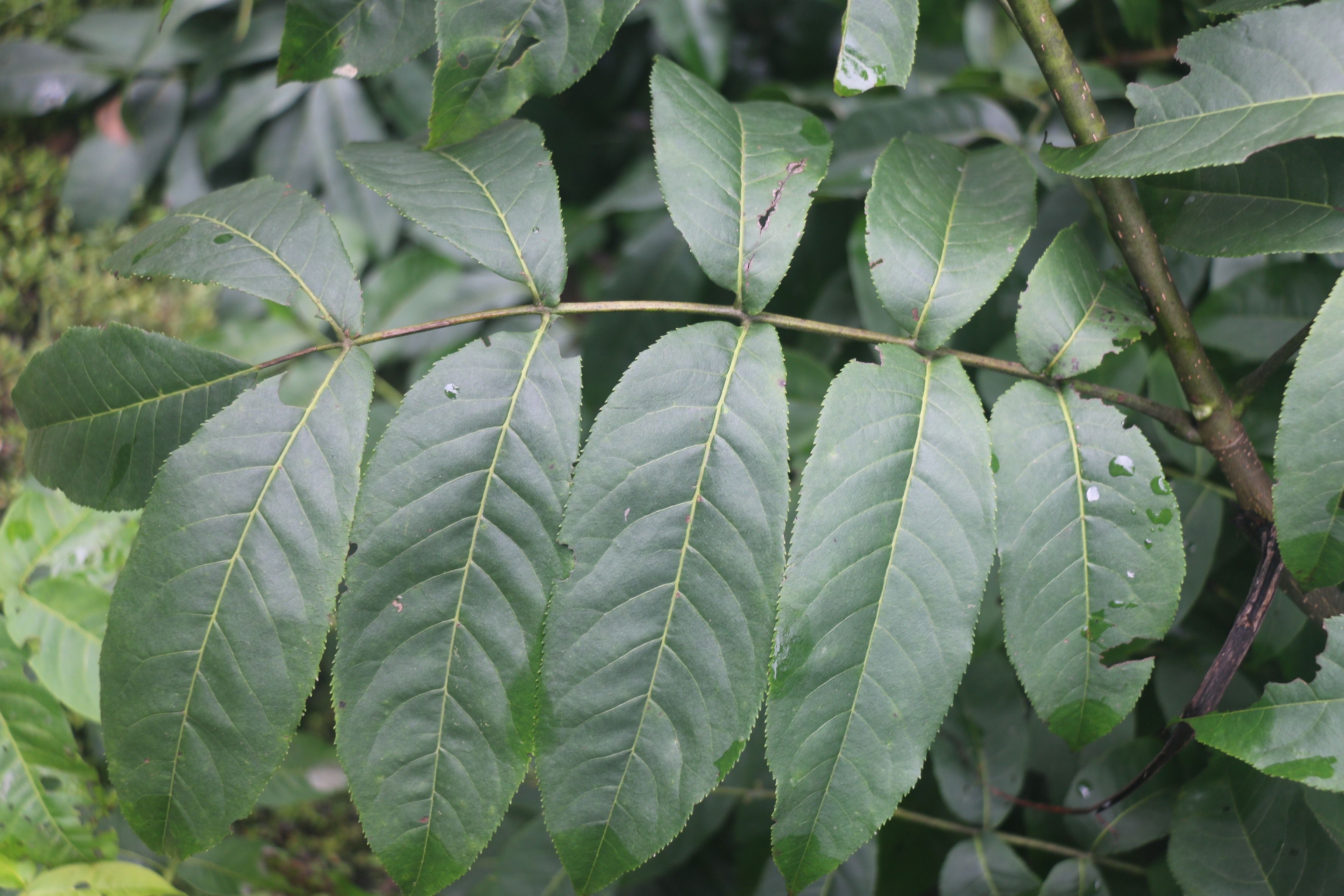 瓦山水胡桃（山麻桿）枝葉