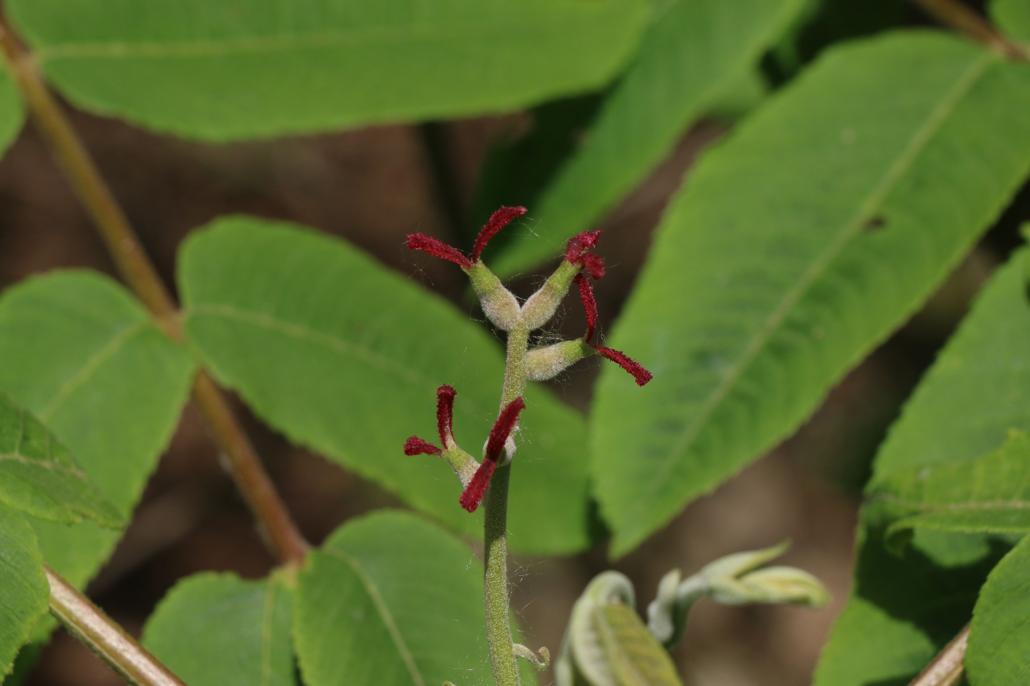 野核桃（山核桃）雌花序（本文圖片來(lái)源于渭南市華州區(qū)國(guó)有生態(tài)林場(chǎng)）