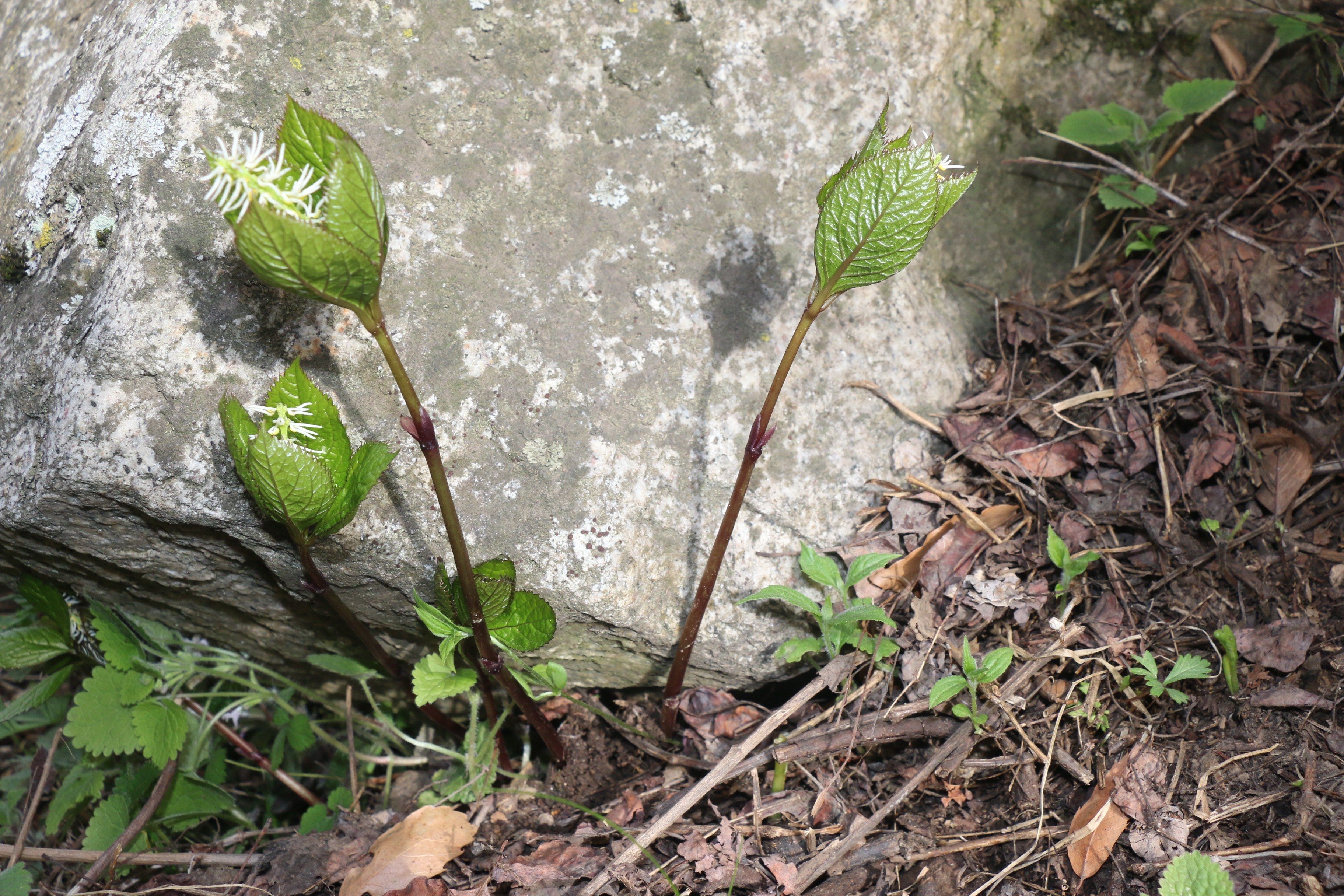 銀線草植株（圖片來(lái)源于渭南市華州區(qū)國(guó)有生態(tài)林場(chǎng)）