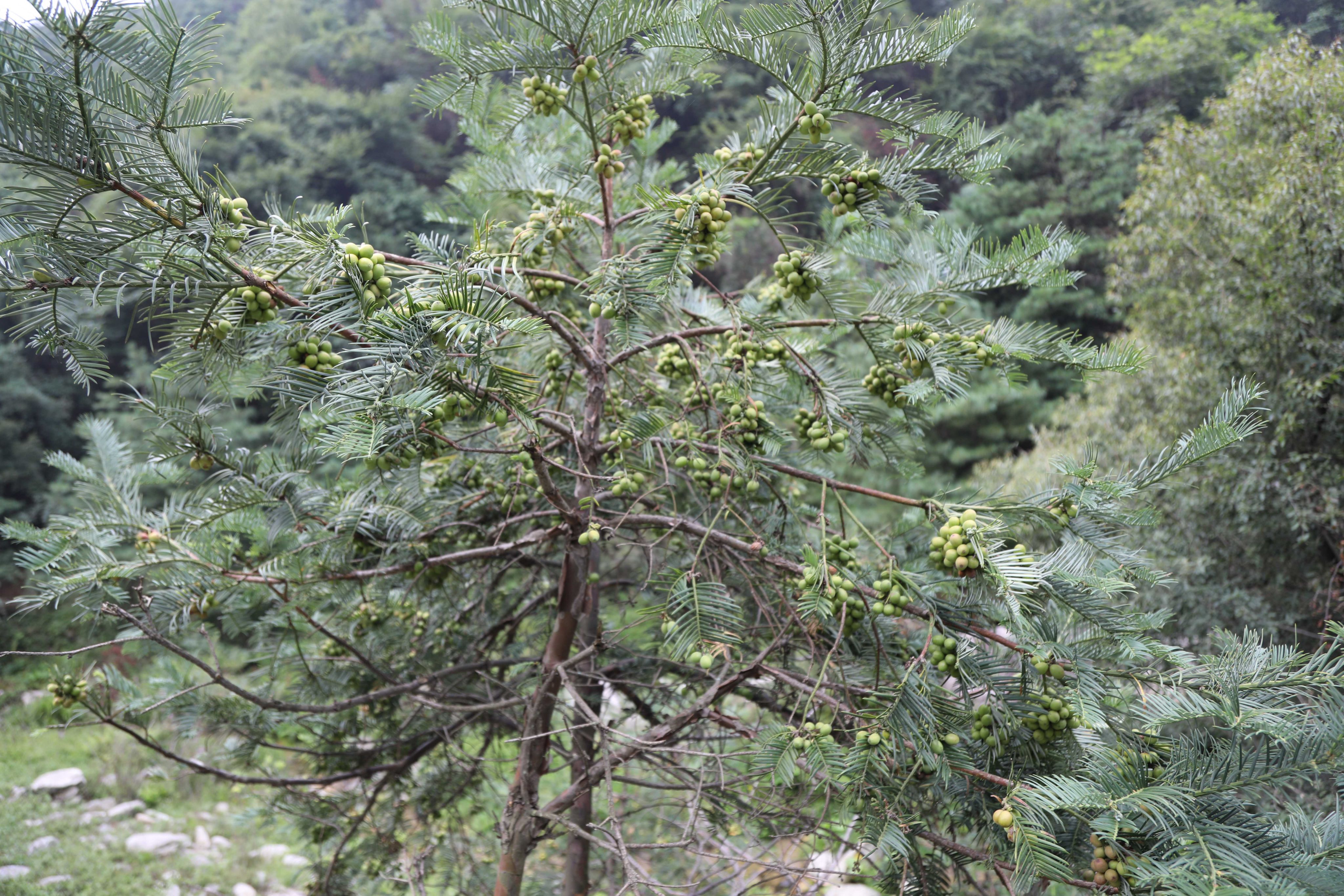 粗榧植株（本文圖片來(lái)源于渭南市華州區(qū)國(guó)有生態(tài)林場(chǎng)）