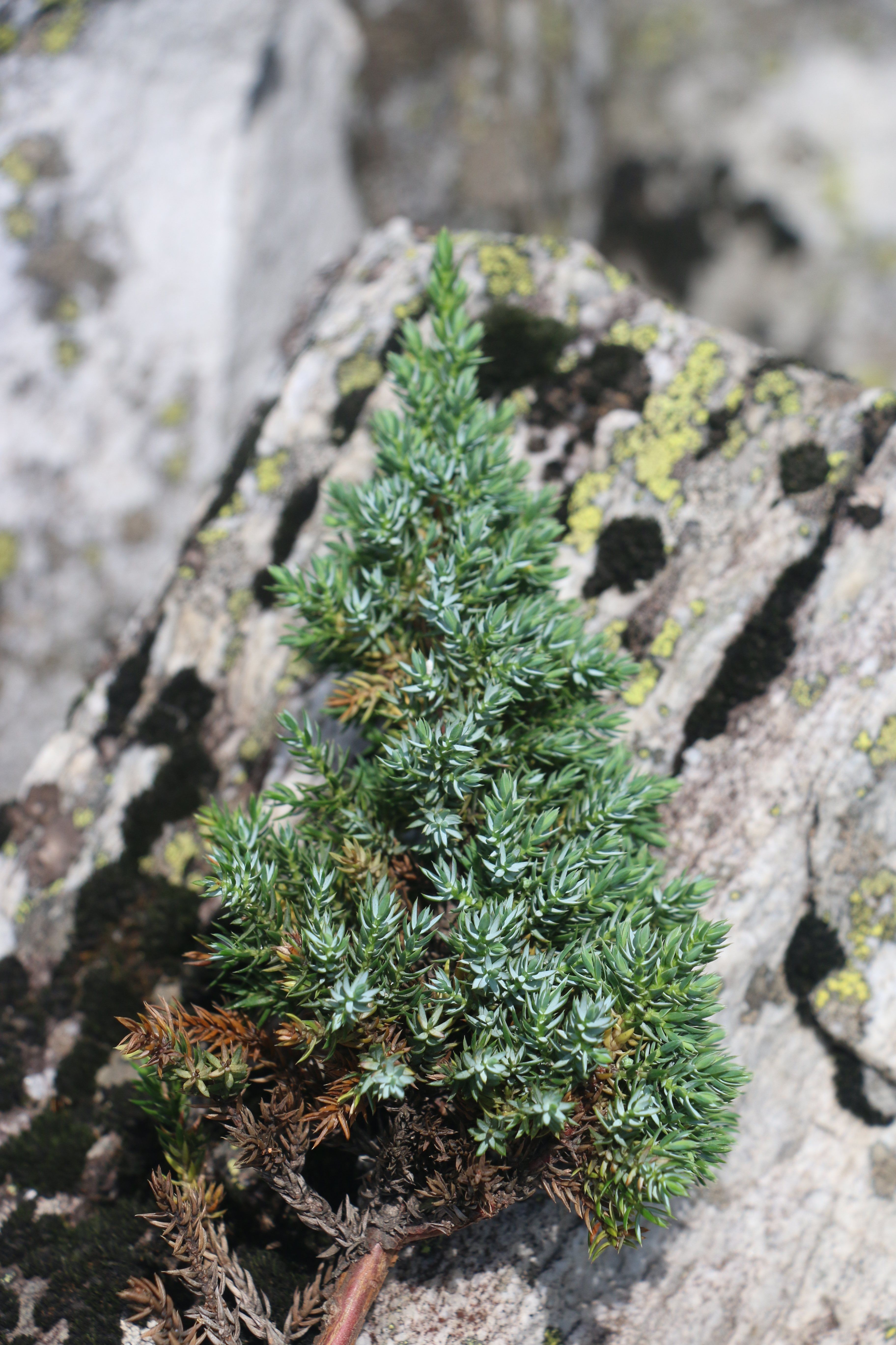 香柏（高山爬柏）枝葉