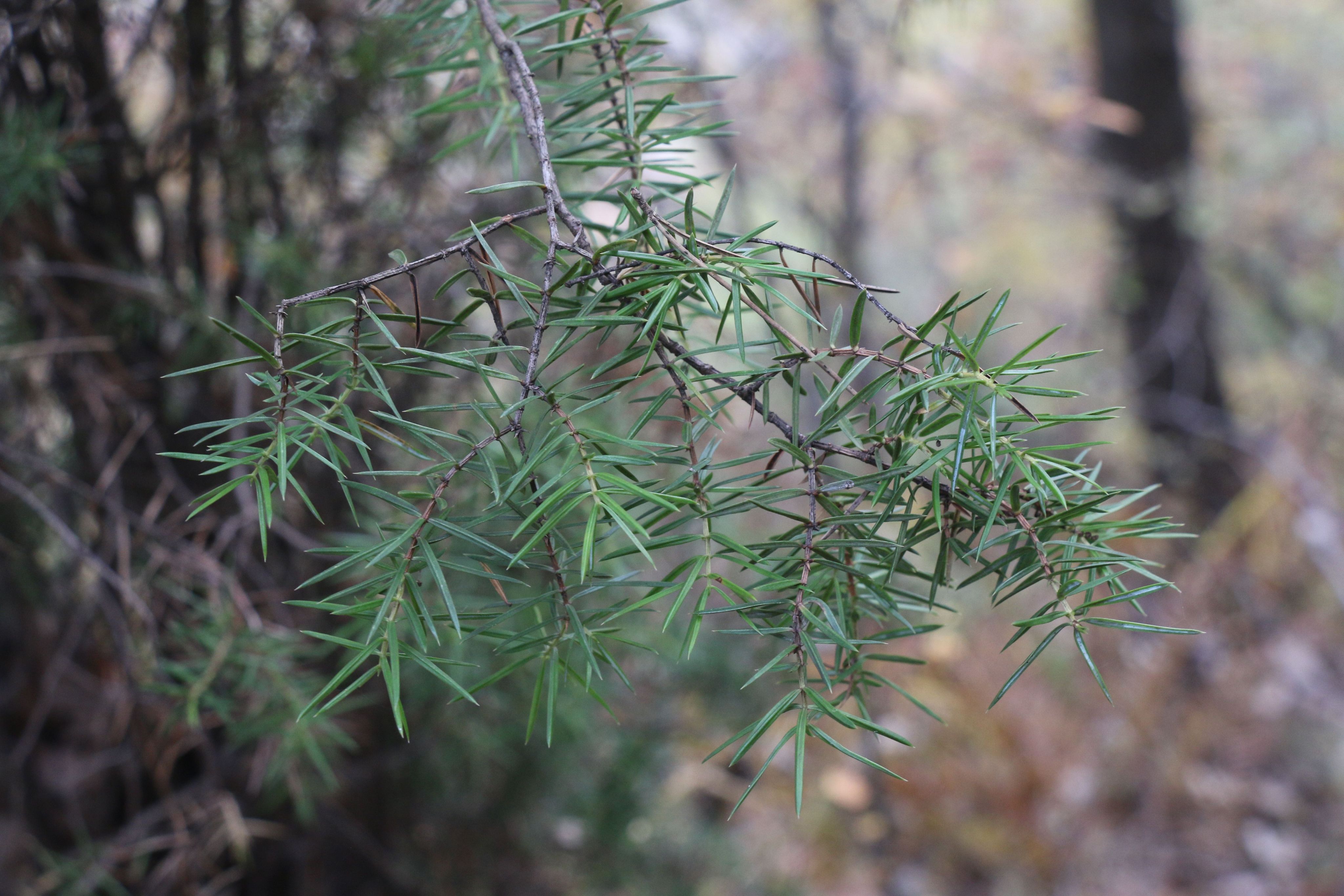 刺柏植株