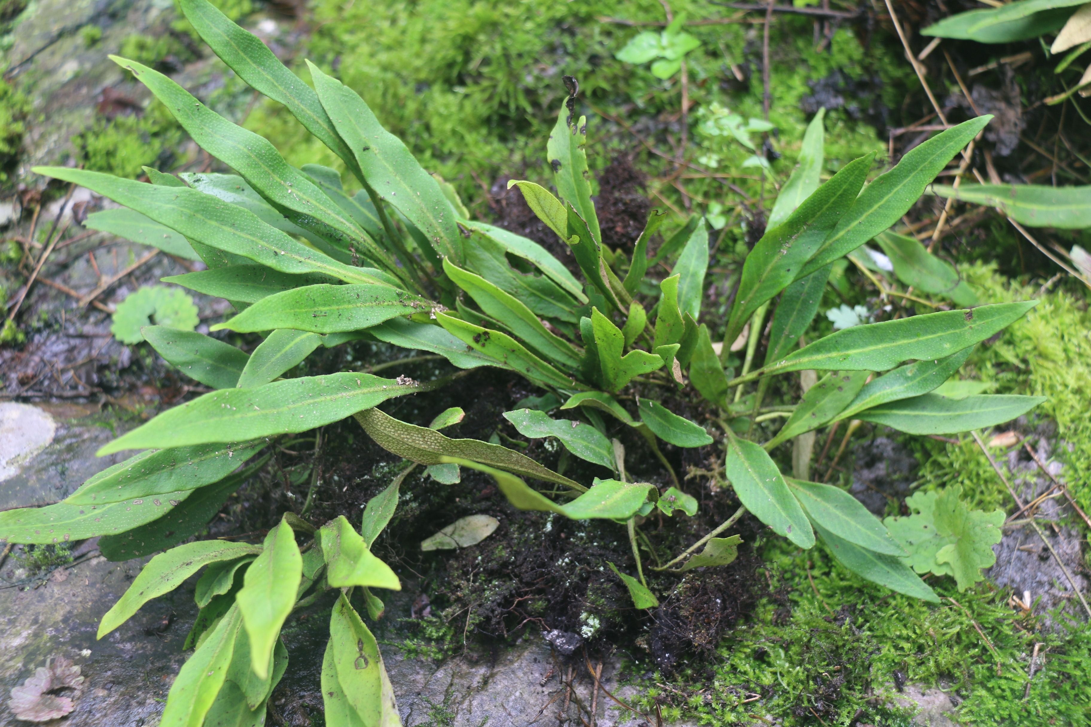 華北石韋（石茶）植株（本文圖片來源于渭南市華州區(qū)國有生態(tài)林場）