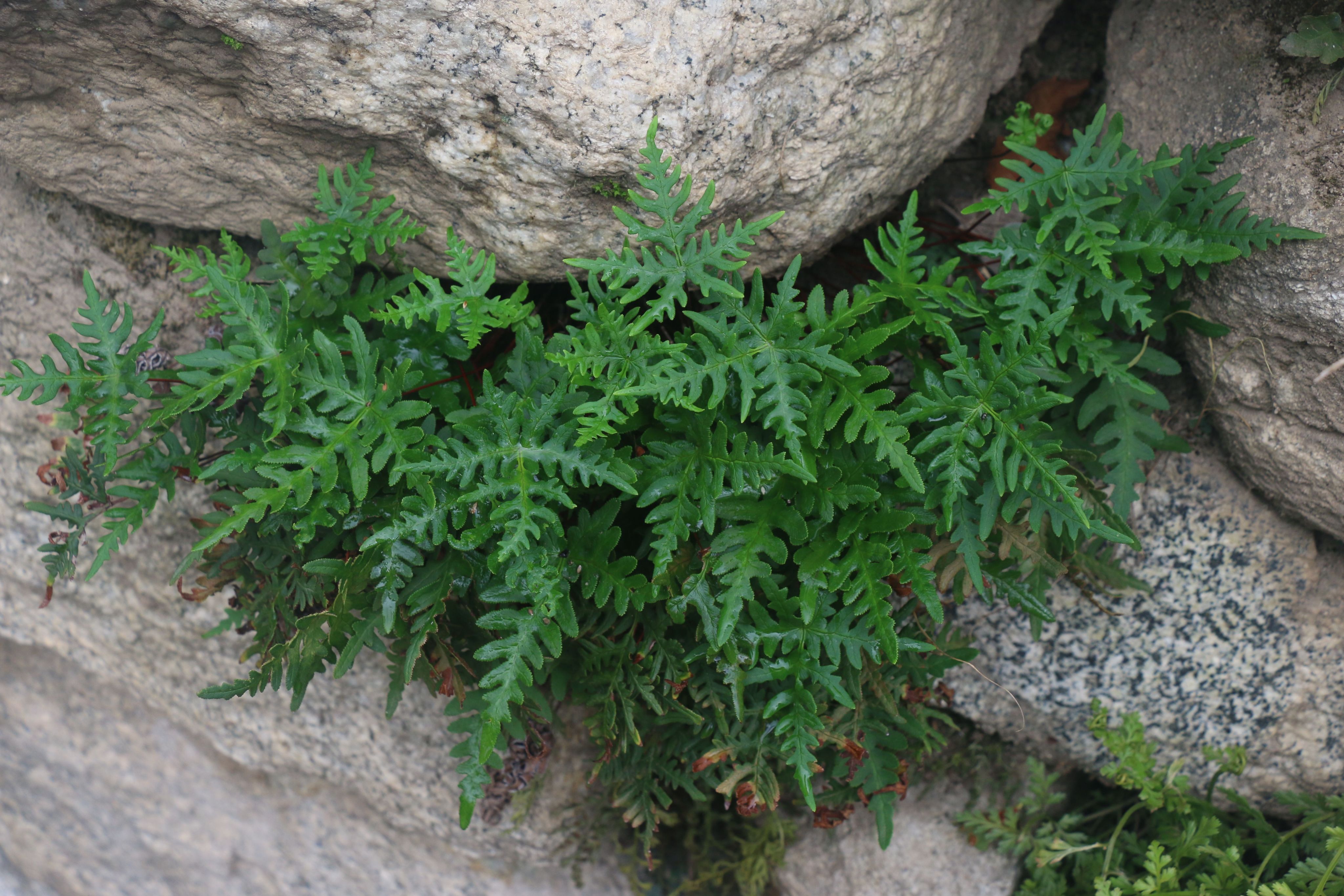 陜西粉背蕨（銅絲草）植株（本文圖片來源于渭南市華州區(qū)國有生態(tài)林場）