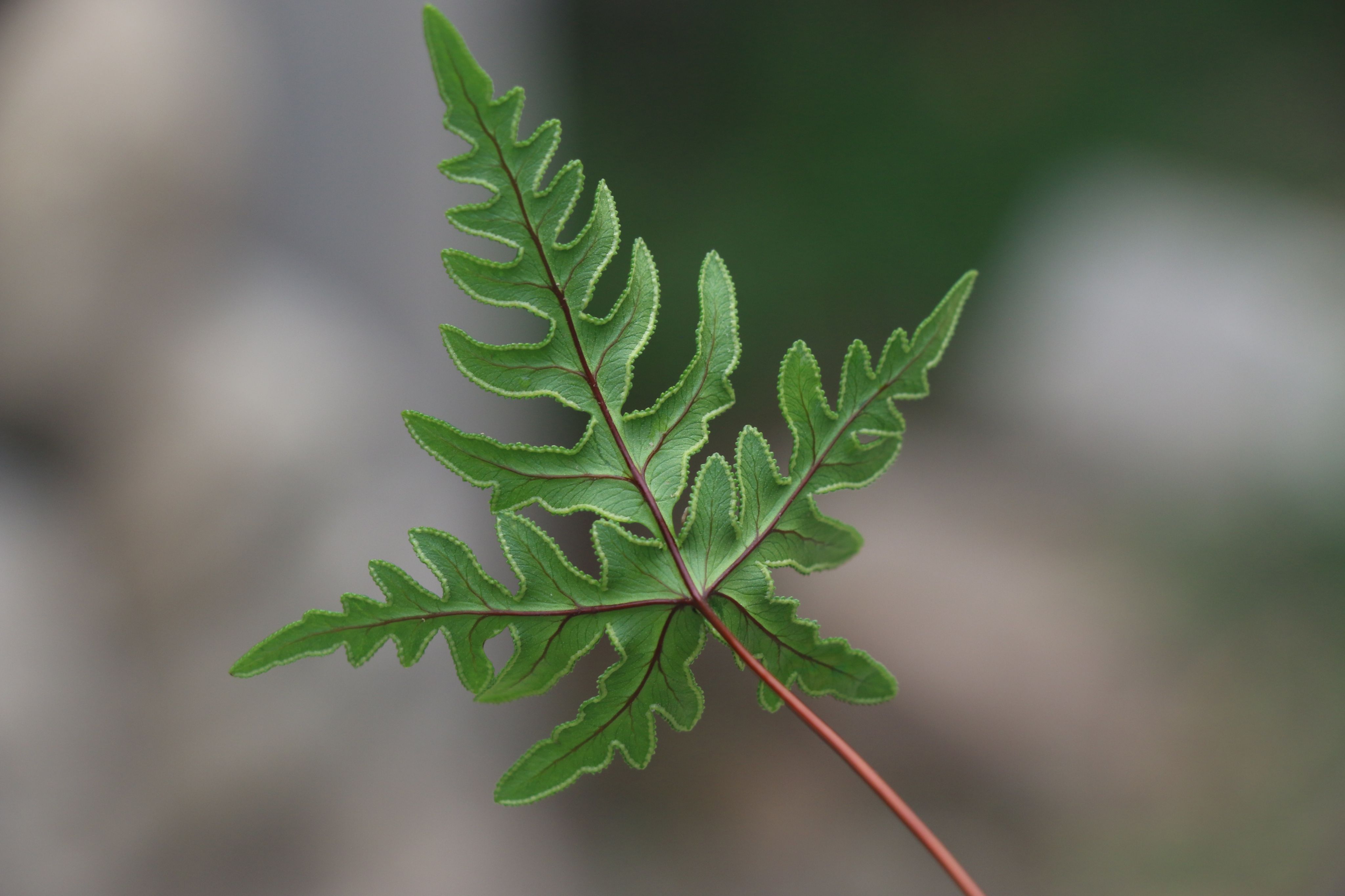 陜西粉背蕨（銅絲草）葉