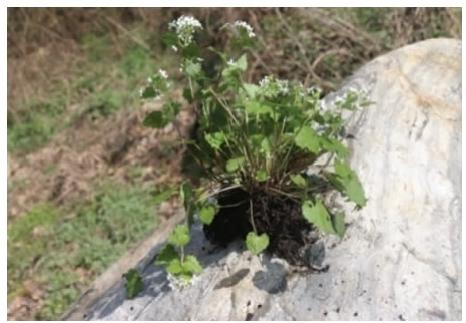 云南山崳菜植株（本文圖片來自渭南市華州區(qū)國有生態(tài)林場）