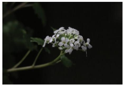 云南山崳菜花序