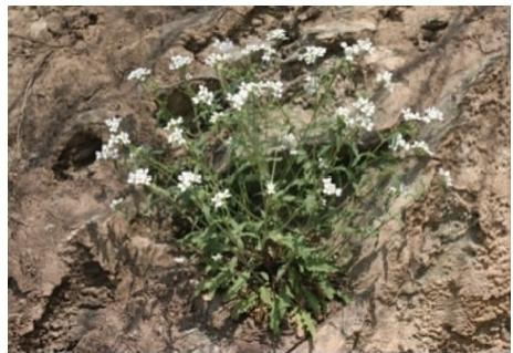 蚓果芥植株（本文圖片來自渭南市華州區(qū)國有生態(tài)林場(chǎng)）