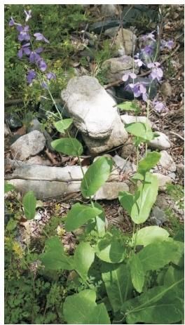 諸葛菜植株（本文圖片來自渭南市華州區(qū)國有生態(tài)林場(chǎng)）