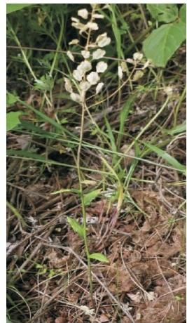 菥蓂植株（本文圖片來自渭南市華州區(qū)國有生態(tài)林場）