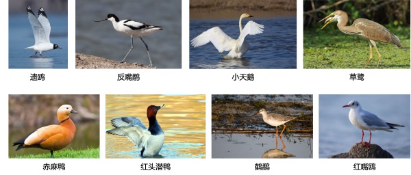图16朱湖湿地部分水鸟