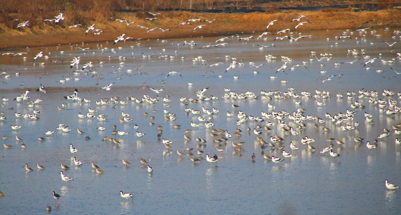 深冬时节，大批反嘴鹬、红脚鹬等鸟类汇聚朱湖越冬。