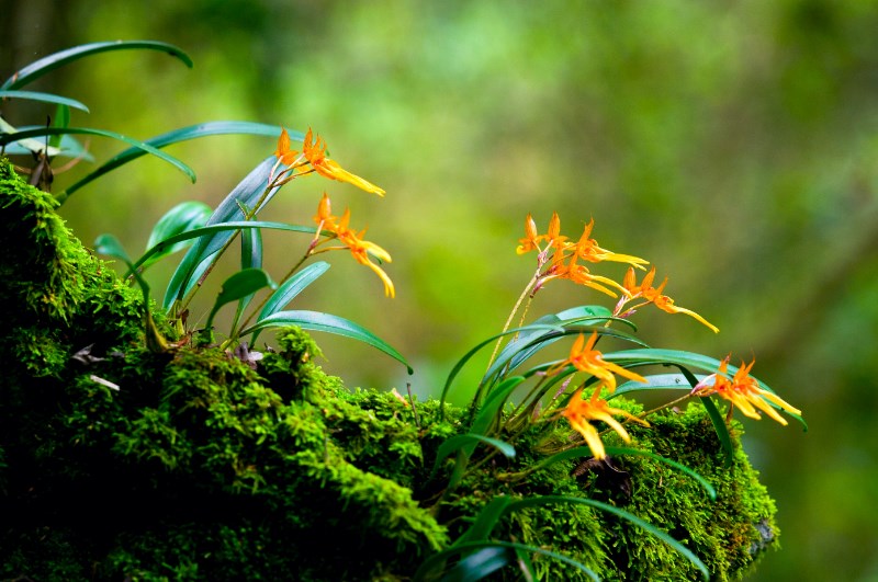 国家二级保护植物—卷瓣兰_wps图片