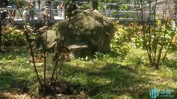 17窩206只，刷新歷史紀錄！兆麟公園鴛鴦繁殖季完美收官