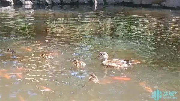 17窩206只，刷新歷史紀錄！兆麟公園鴛鴦繁殖季完美收官
