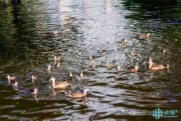 17窩206只，刷新歷史紀錄！兆麟公園鴛鴦繁殖季完美收官