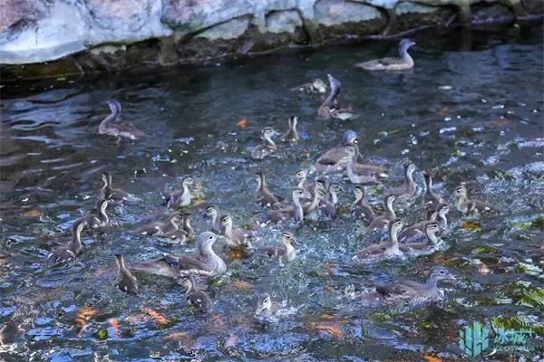 17窩206只，刷新歷史紀錄！兆麟公園鴛鴦繁殖季完美收官