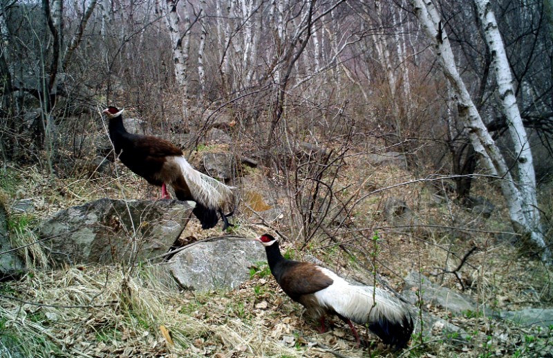 河北小五台山国家级自然保护区具有“东方宝石”之称的国家一级保护动物褐马鸡（红外相机截图）