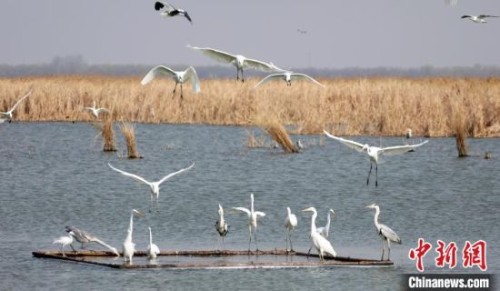 3月21日，鳥類飛落在春季的衡水湖上。陳康 攝