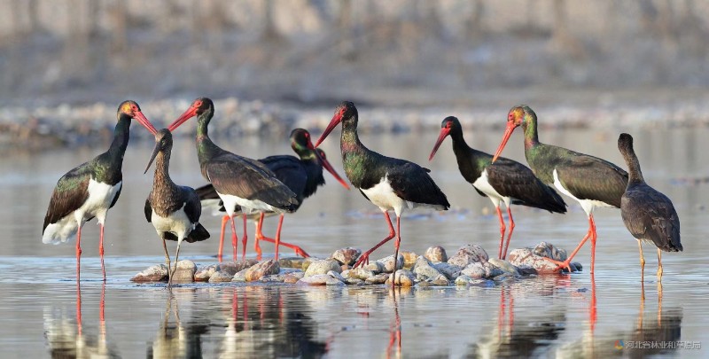 7.在石家莊滹沱河濕地棲息的國家一級野生保護動物黑鸛