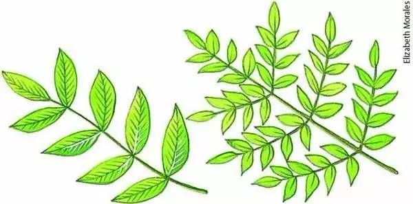 一回羽状复叶和二回羽状复叶 复羽叶栾树(k bipinnata)的果实