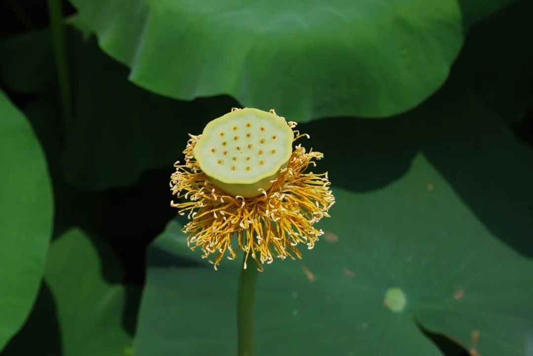 花凋零后的莲蓬,种子逐渐开始发育