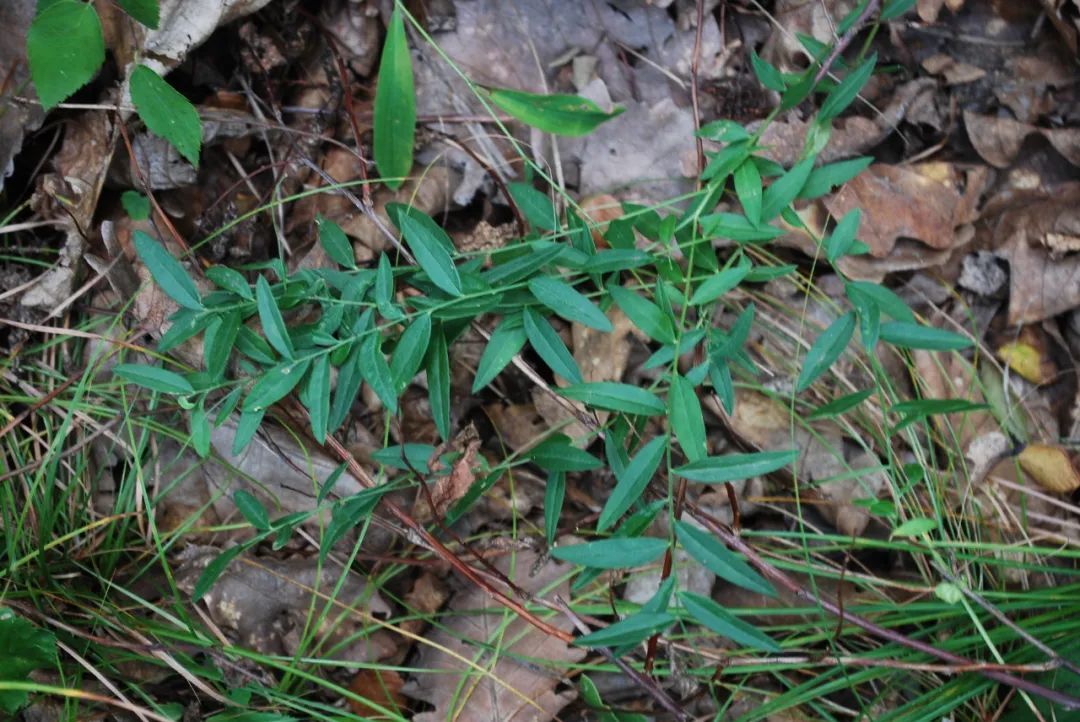 卵叶远志polygala sibirica l.原植物