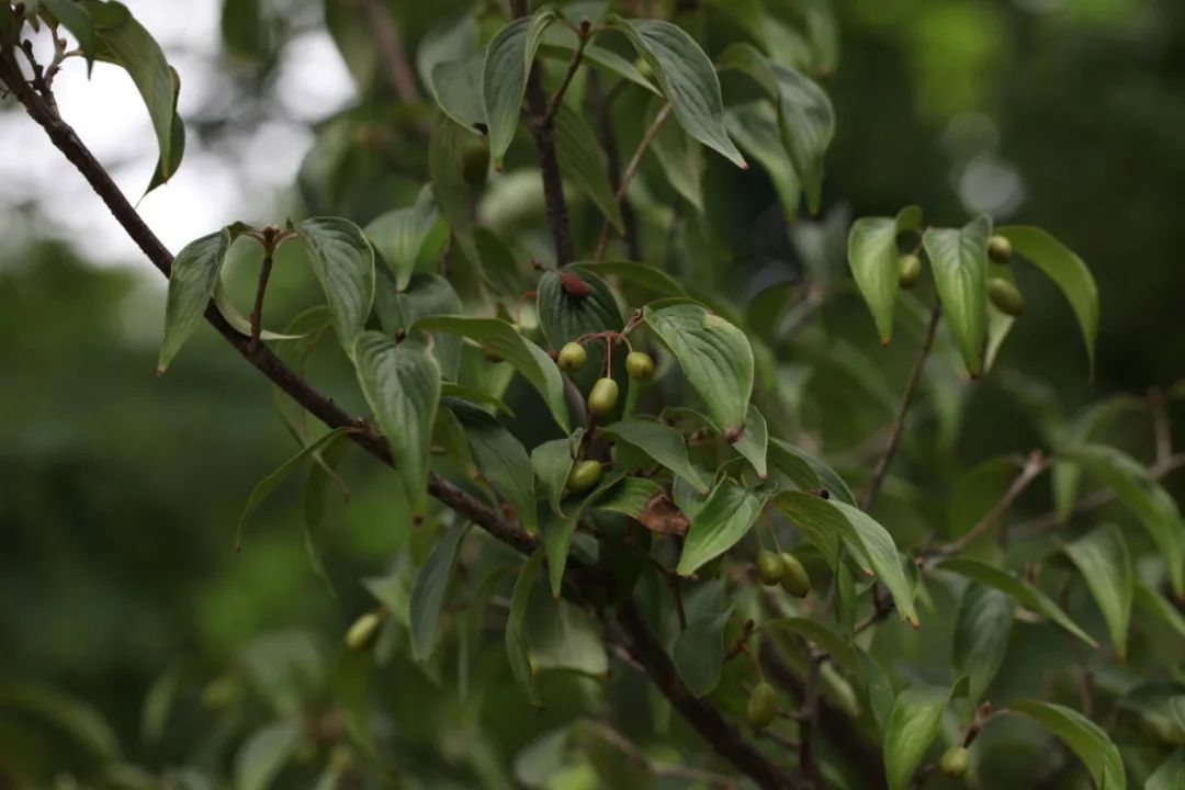 那一处重重叠叠,枝枝相拥的开花植物多半可能就是山茱萸了.