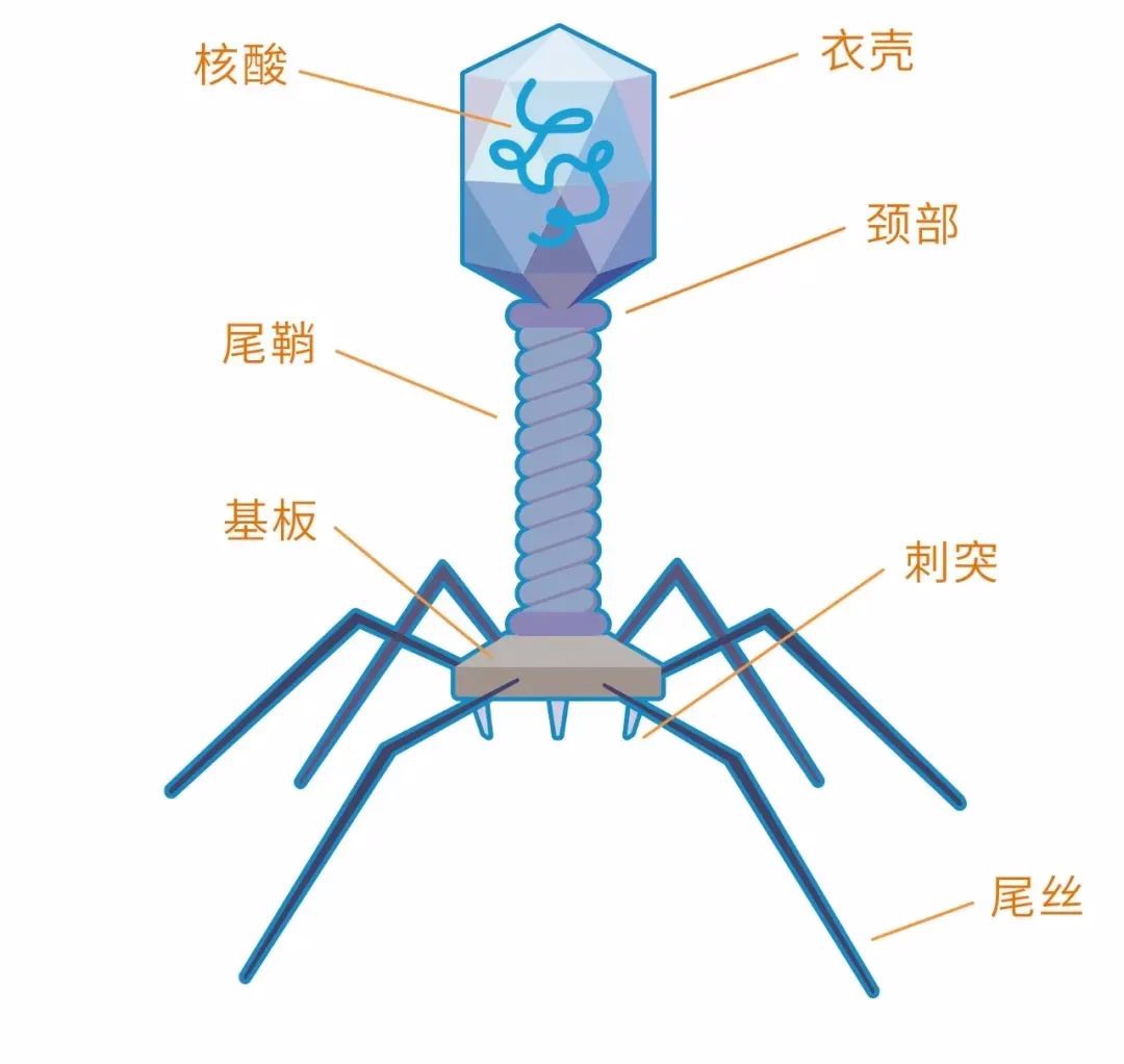 这种噬菌体在侵入宿主细胞后,会把遗传物质整合在宿主染色体上,与宿主