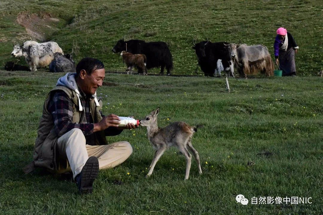 海拔最高的民间野生动物救助站