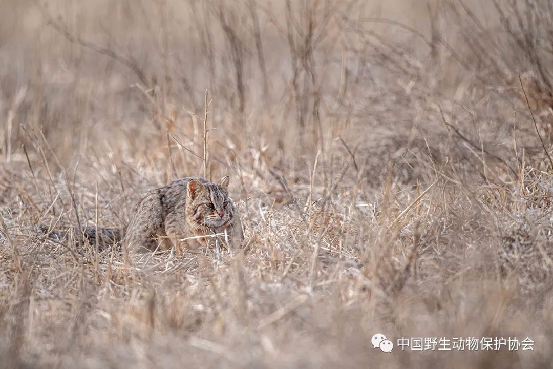 野生世界豹猫北方亚种