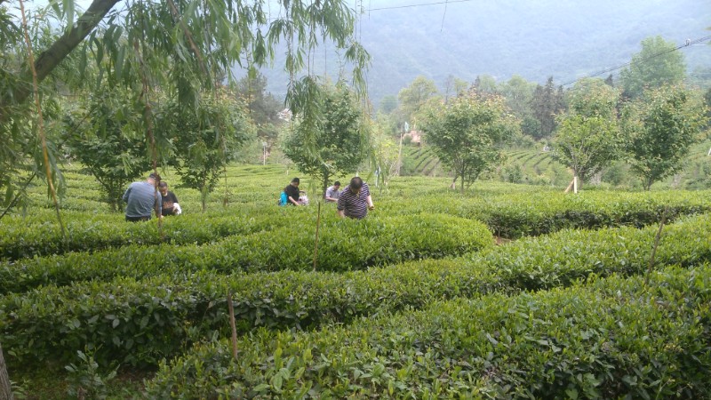 游客在林中采摘茶叶