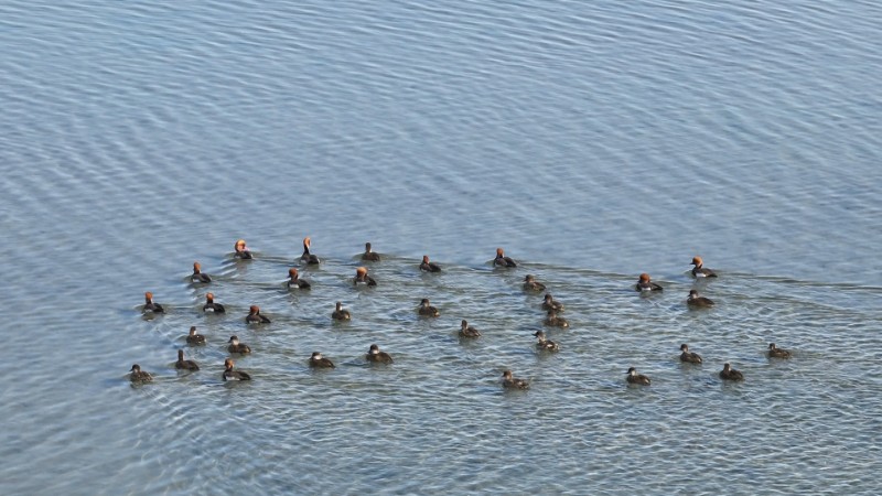 視頻預(yù)覽圖