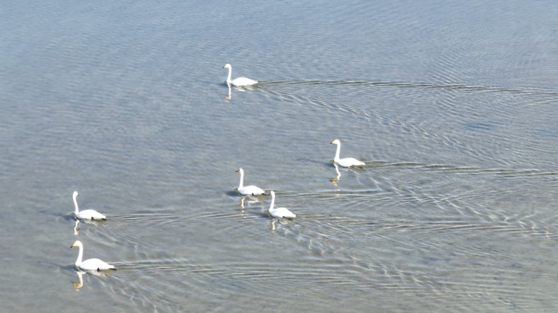 視頻預(yù)覽圖