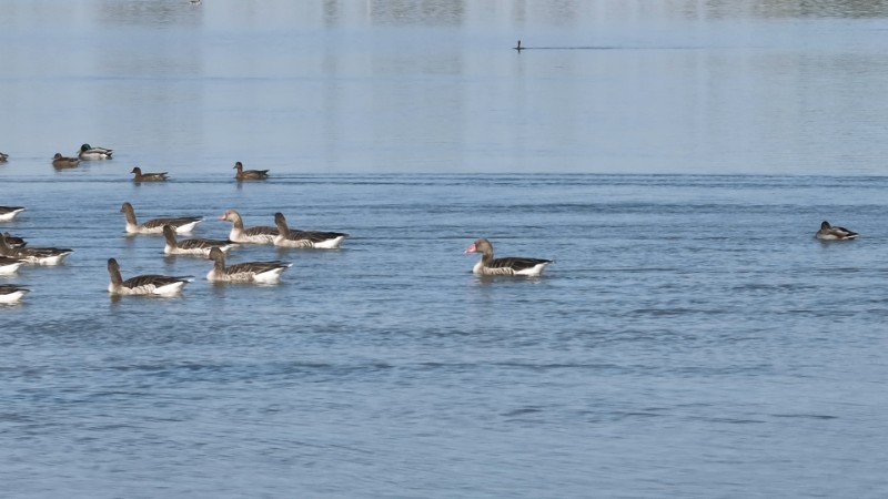 視頻預(yù)覽圖