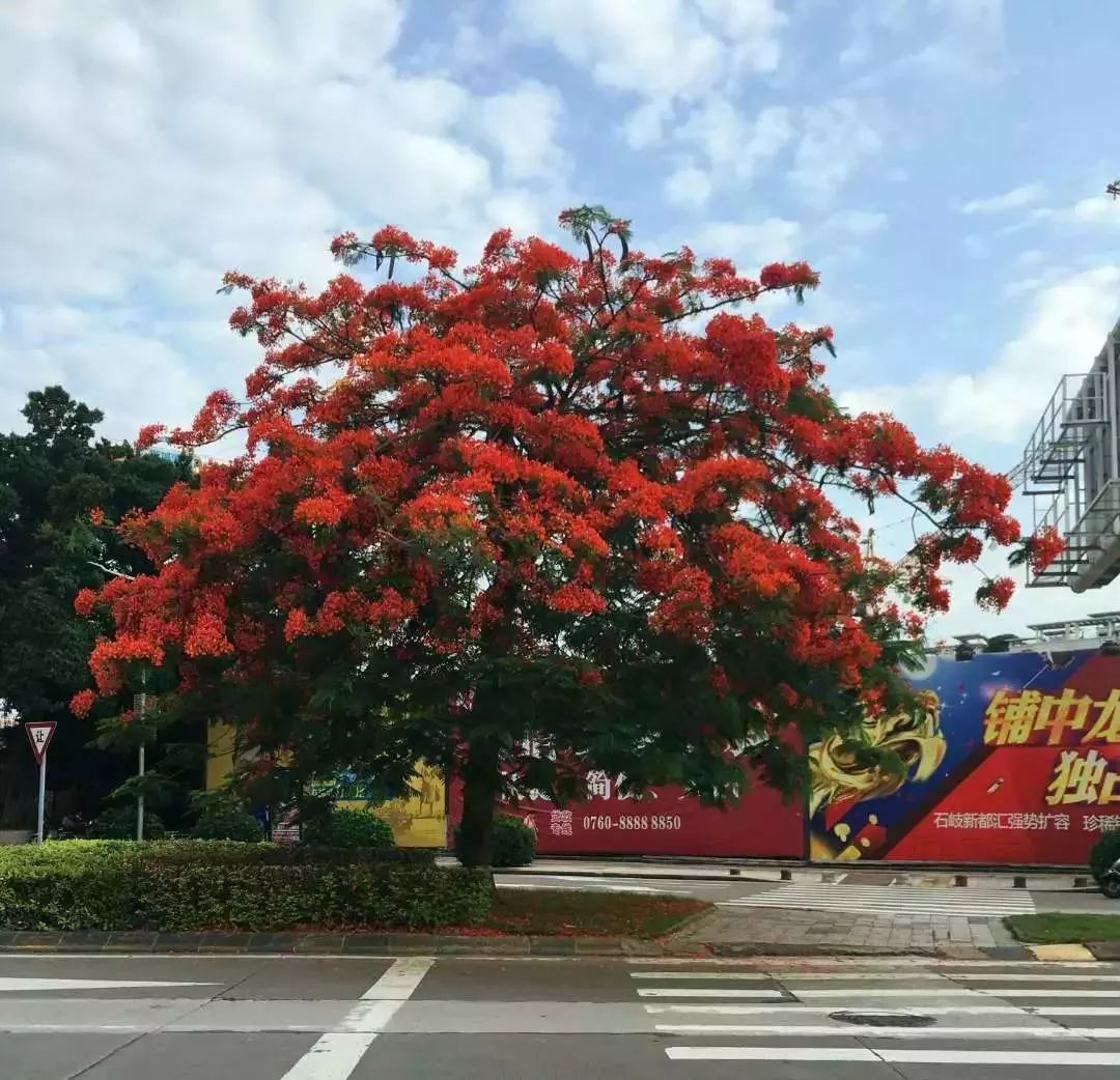 中山凤凰花让中山红了起来美得一塌糊涂惊艳了时光