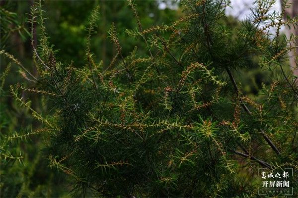 迁地保护基本成功！毛枝五针松种群在昆明植物园盛开