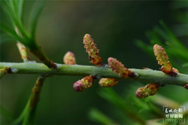 遷地保護基本成功！毛枝五針松種群在昆明植物園盛開