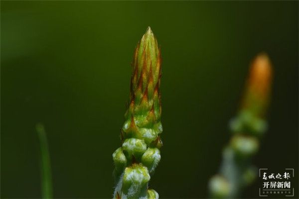 迁地保护基本成功！毛枝五针松种群在昆明植物园盛开