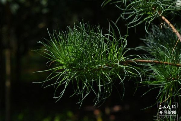 遷地保護基本成功！毛枝五針松種群在昆明植物園盛開