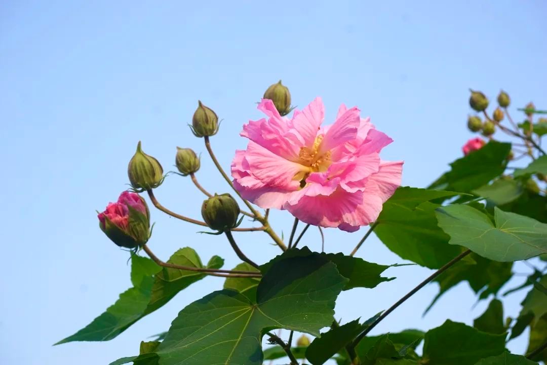花舞“蓉”城秋，诗意满人间- 关注森林