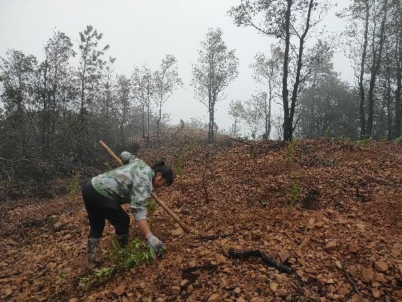 2.9油山林场积极开展森林防火林带补植补种工作